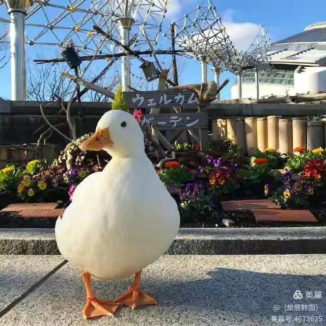 带你了解“凑一桌春天可以开挂吗”了解开挂过程-第1张图片